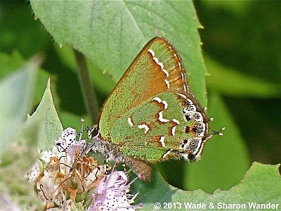 Juniper Hairstreak