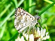 Common Checkered-Skipper