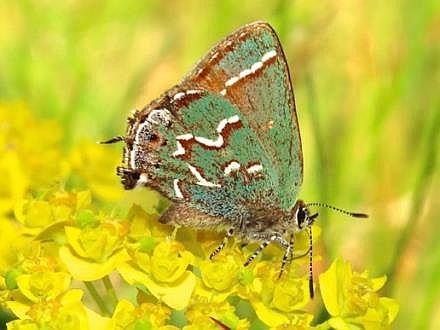 Juniper Hairstreak