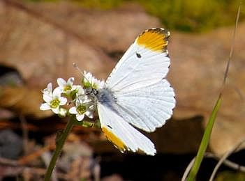 Falcate Orangetip