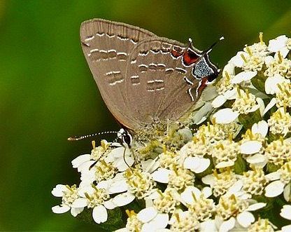 Banded Hairstreak