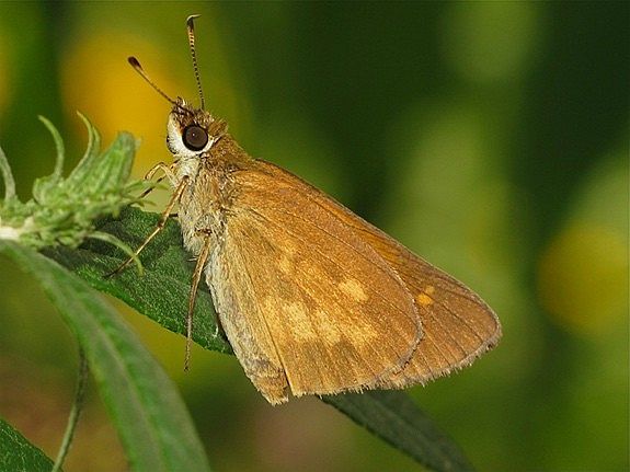 Broad-winged Skipper