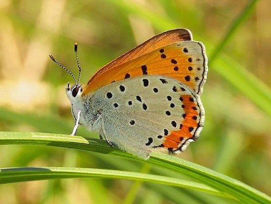 Bronze Copper