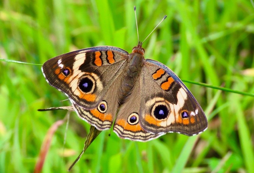 Common Buckeye