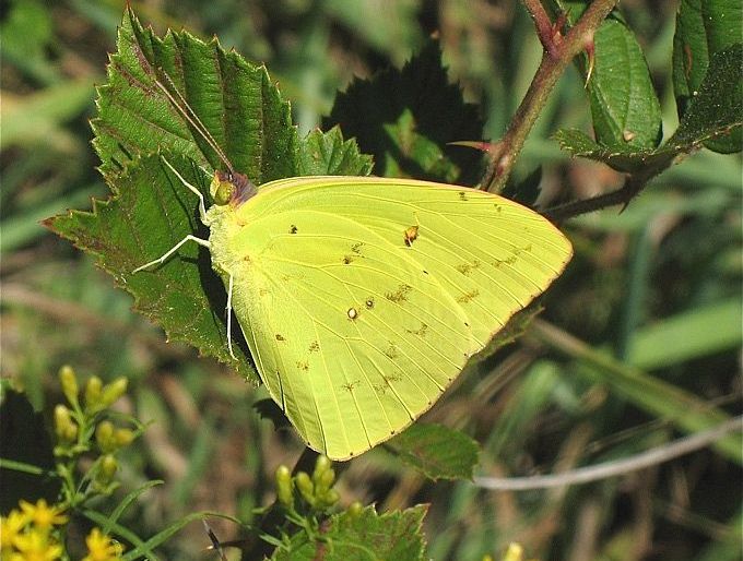 Cloudless Sulphur