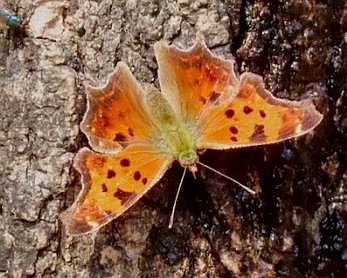 Eastern Comma