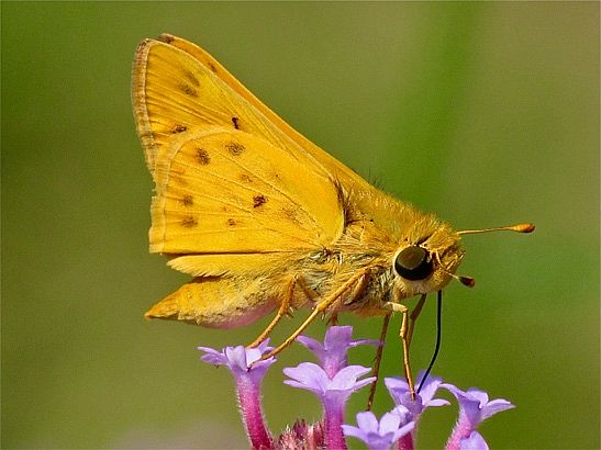 Fiery Skipper