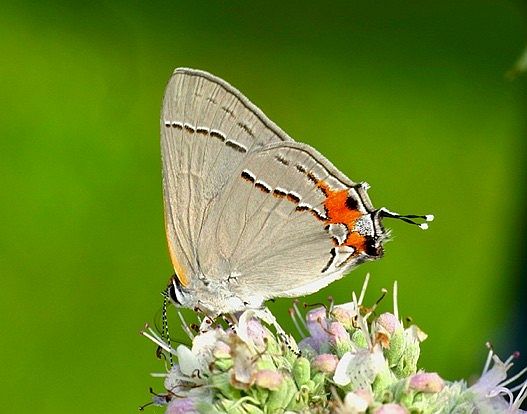 Gray Hairstreak