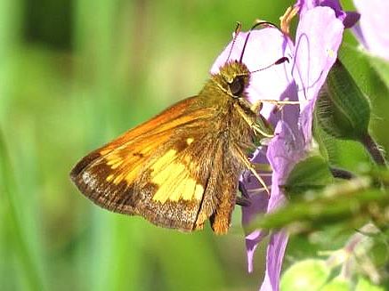 Hobomok Skipper