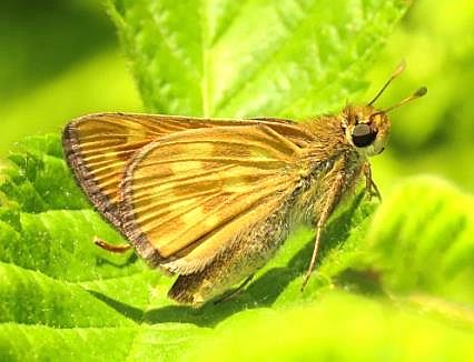 Indian Skipper