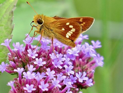 Leonard’s Skipper
