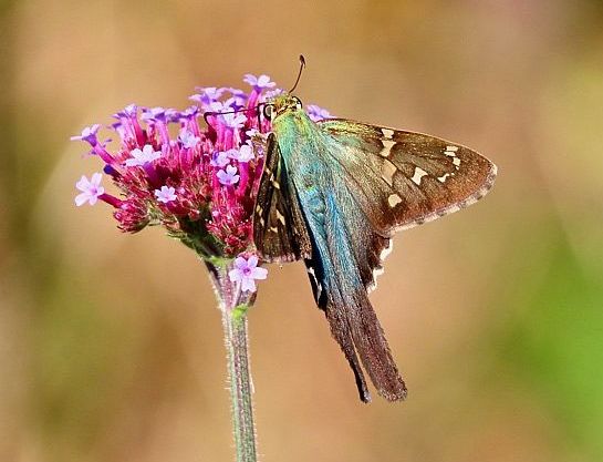 Long-tailed Skipper