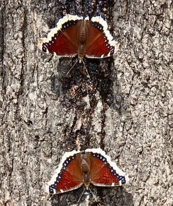 Mourning Cloak