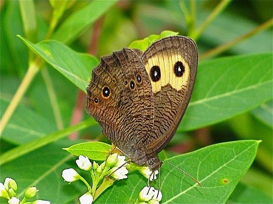 Common Wood-Nymph