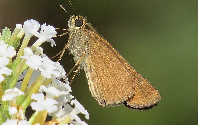 Ocola Skipper