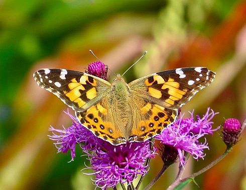 Painted Lady