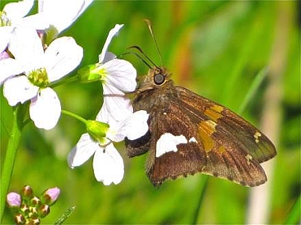Silver-spotted Skipper