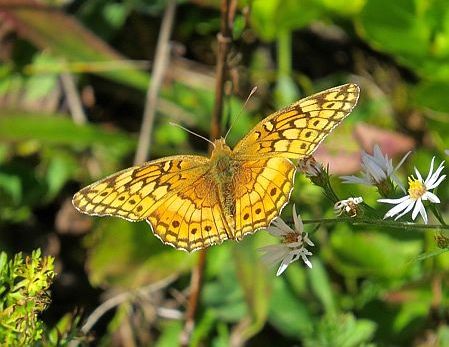 Variegated Fritillary