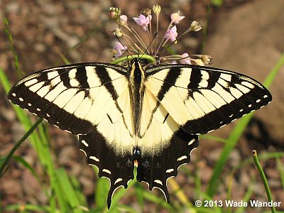 Eastern Tiger Swallowtail