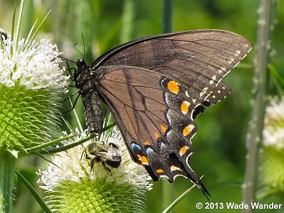 Eastern Tiger Swallowtail