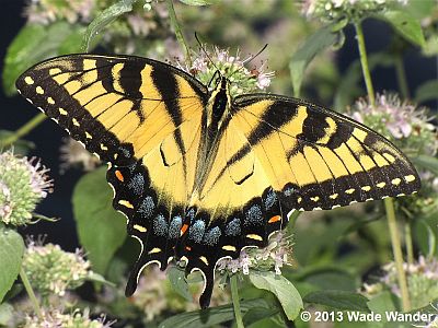 Eastern Tiger Swallowtail