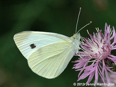 Cabbage White