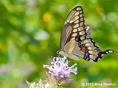Giant Swallowtail