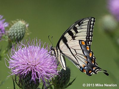 Eastern Tiger Swallowtail
