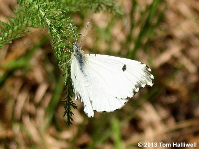 Falcate Orangetip