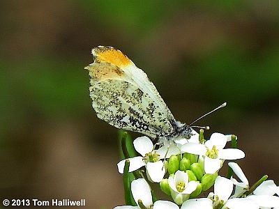 Falcate Orangetip