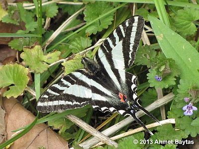 Zebra Swallowtail