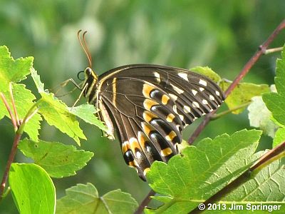 Palamedes Swallowtail