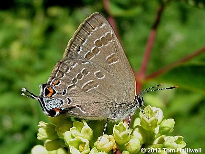 Hickory Hairstreak