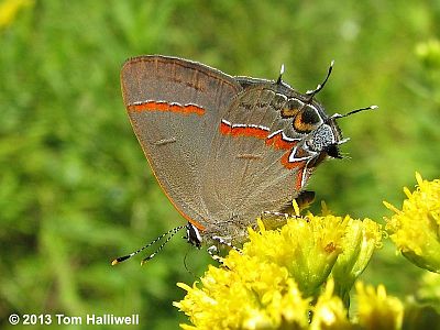 Red-banded Hairstreak