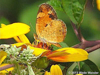Pearl Crescent
