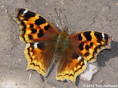 Compton Tortoiseshell