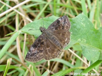 Wild Indigo Duskywing