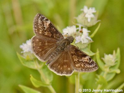 Wild Indigo Duskywing