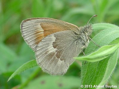 Common Ringlet