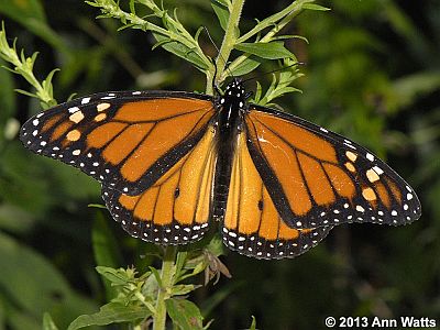 Monarch