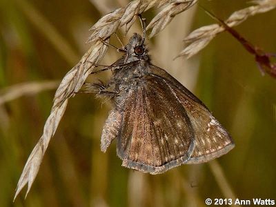 Wild Indigo Duskywing