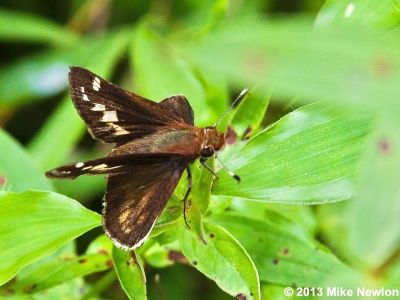 Zabulon Skipper