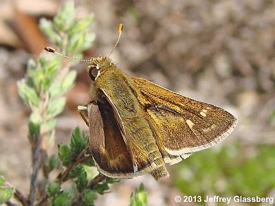 Cobweb Skipper