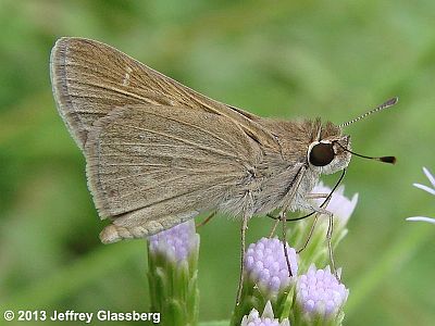 Eufala Skipper