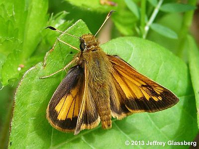 Hobomok Skipper
