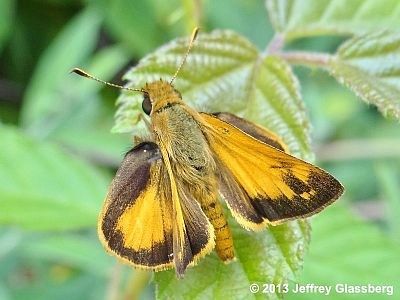 Zabulon Skipper