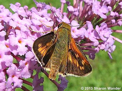 Leonard's Skipper