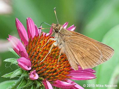 Broad-winged Skipper