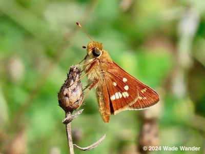 Leonard's Skipper