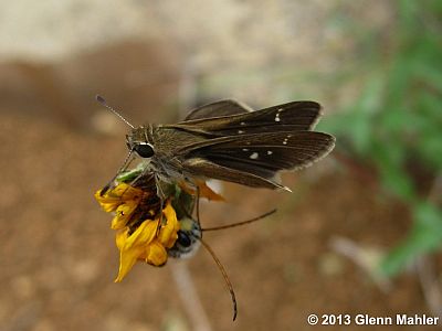 Eufala Skipper
